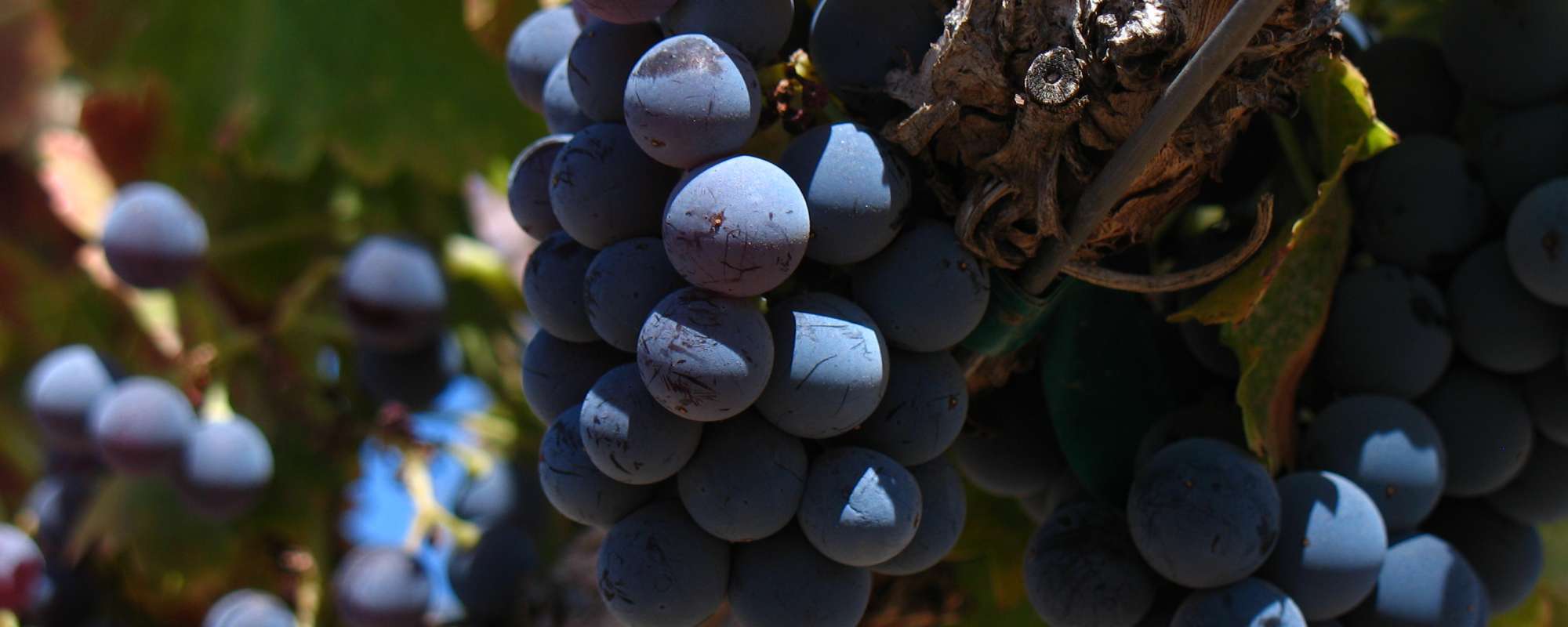 Close_up_of_Grenache_grape_cluster.jpg#asset:1004:x800