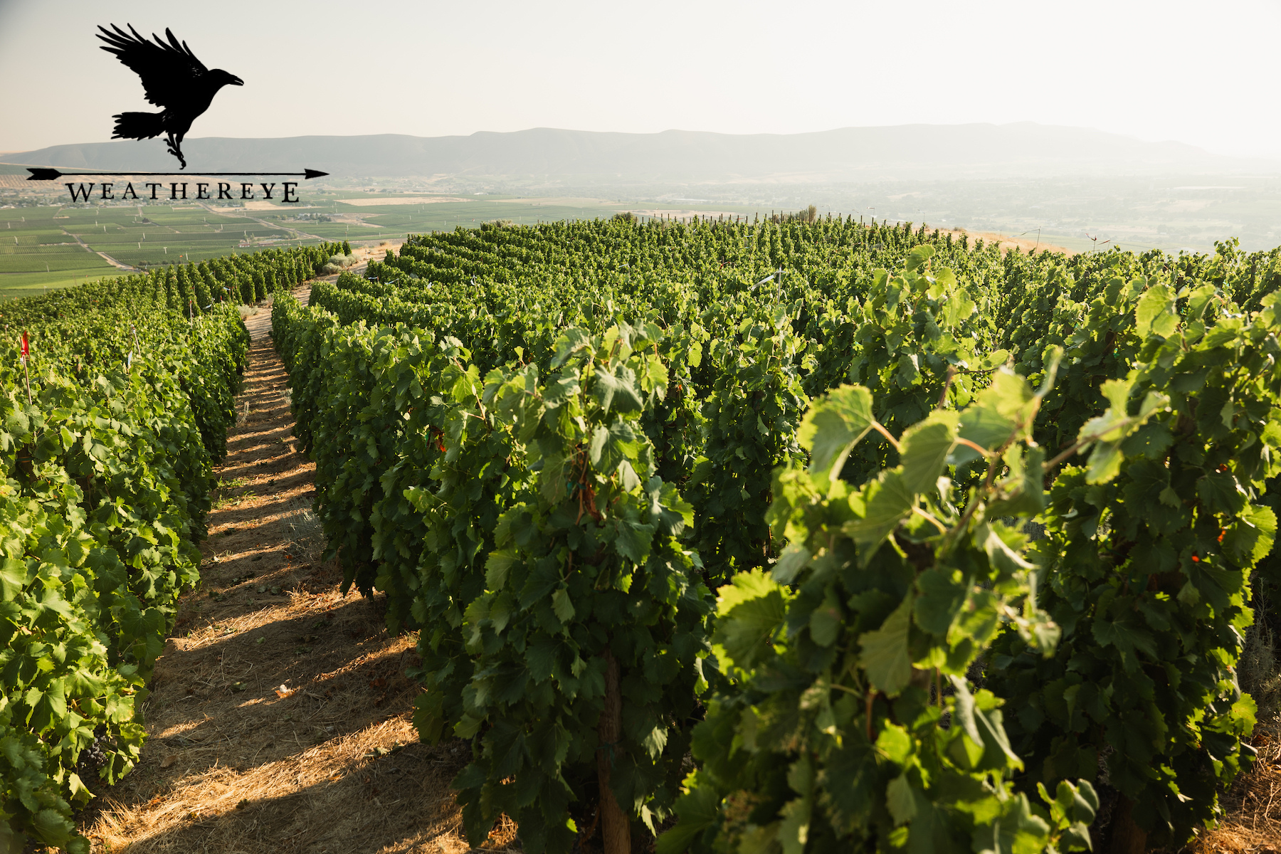 WeatherEye Vineyards