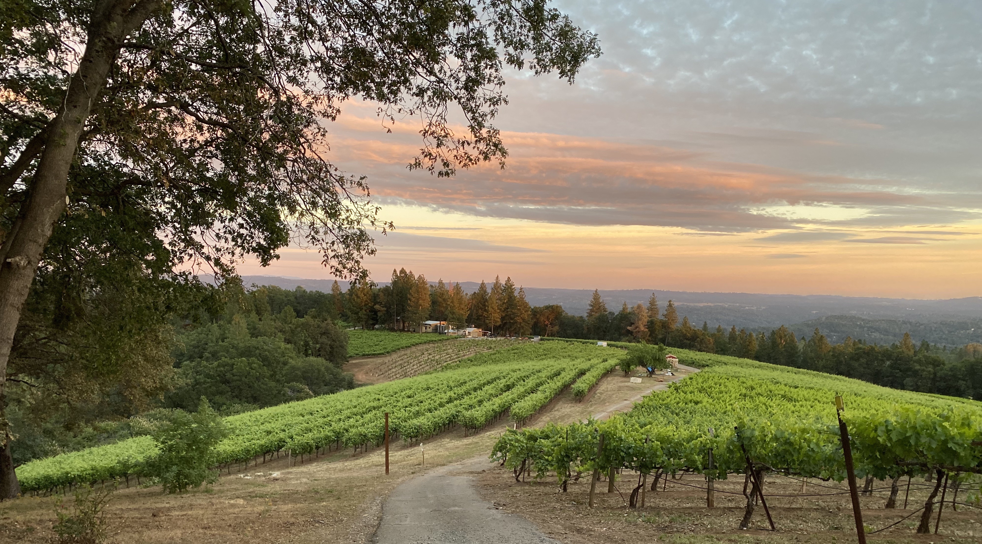Sierra Vista Vineyards and Winery 